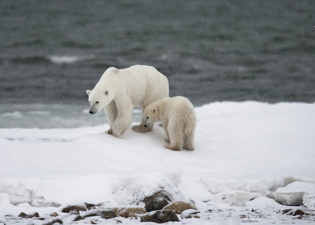 Orso polare con cuccioli nella tundra. Canada.