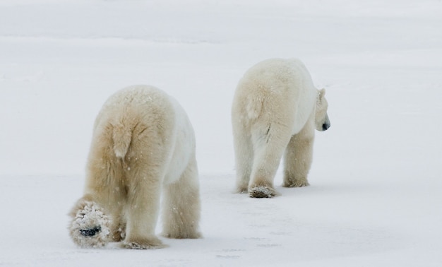 Orso polare con cuccioli nella tundra. Canada.