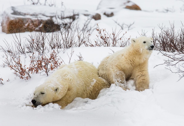 Orso polare con cuccioli nella tundra. Canada.