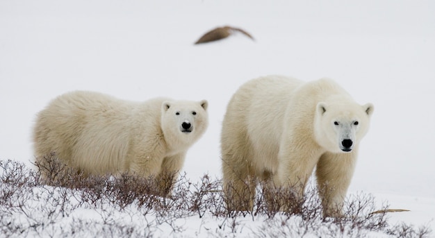 Orso polare con cuccioli nella tundra. Canada.