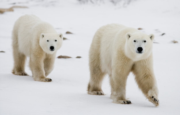 Orso polare con cuccioli nella tundra. Canada.