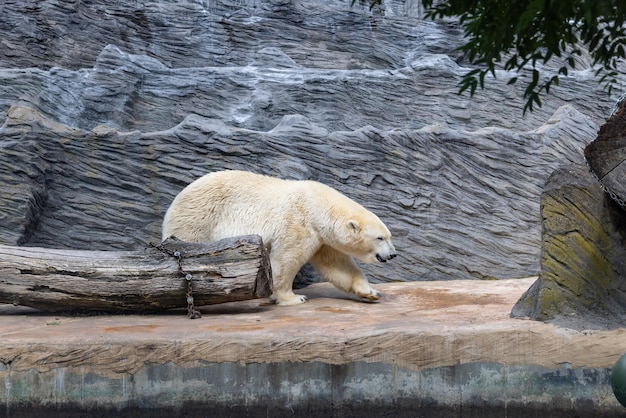 Orso polare in uno zoo