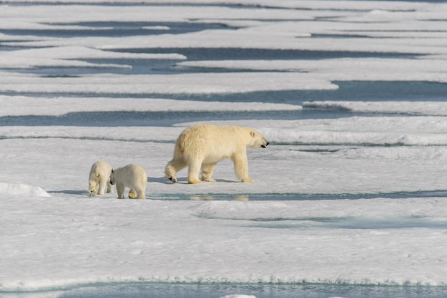 Orso polare madre Ursus maritimus e cuccioli gemelli sulla banchisa a nord delle Svalbard Norvegia artica