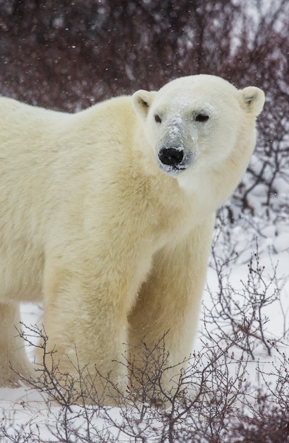 Orso polare nella tundra. Neve. Canada.