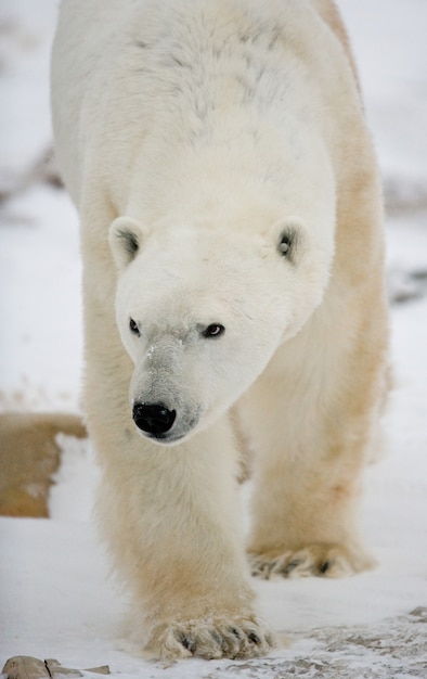 Orso polare nella tundra. Neve. Canada.