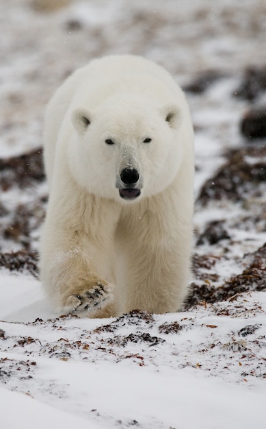 Orso polare nella tundra. Neve. Canada.