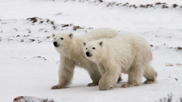 Orso polare nella tundra. Neve. Canada.