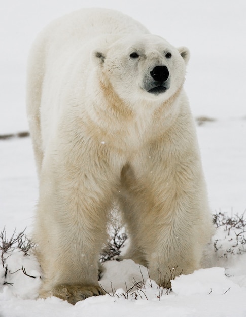 Orso polare nella tundra. Neve. Canada.