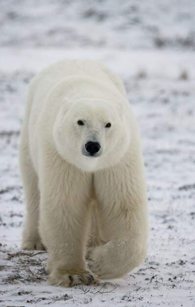 Orso polare nella tundra. Neve. Canada.