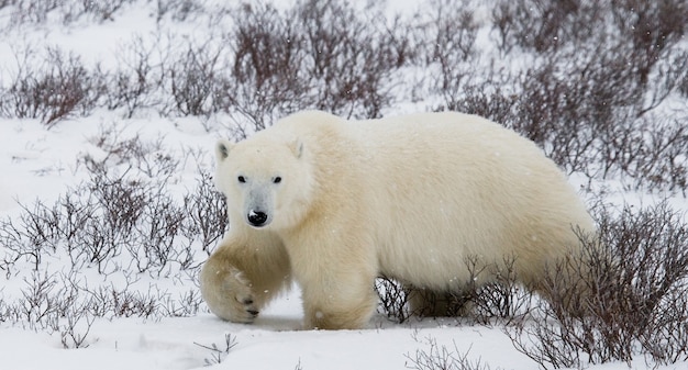 Orso polare nella tundra. Neve. Canada.