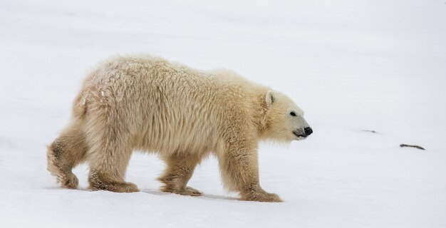 Orso polare nella tundra. Neve. Canada.