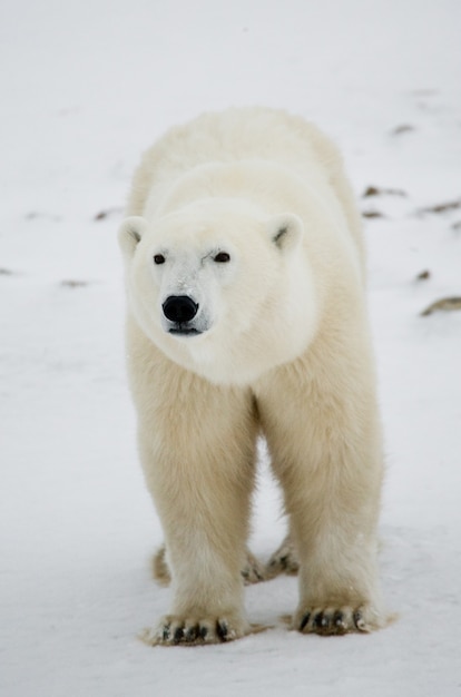 Orso polare nella tundra. Neve. Canada.