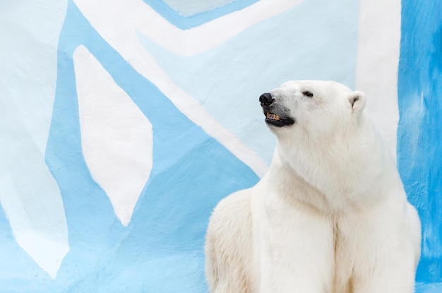 Orso polare nello zoo sullo sfondo di uno scenario di ghiaccio Ritratto di un orso polare che guarda lontano