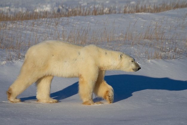 Orso polare o Ursus Maritimus che cammina sulla neve in una giornata di sole, vicino a Churchill, Manitoba Canada