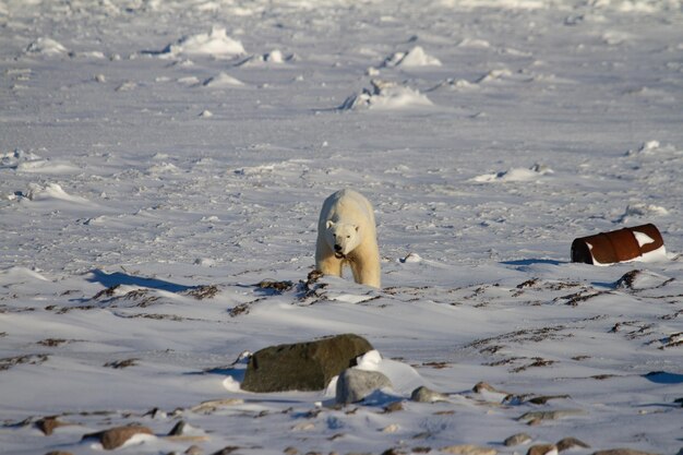 Orso polare o Ursus Maritimus mangiare alghe su un terreno arido nevoso durante una giornata di sole