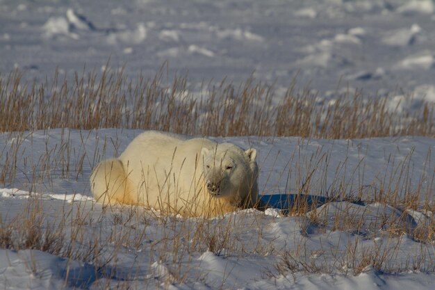 Orso polare o Ursus Maritimus sdraiato sulla neve tra l'erba artica, vicino a Churchill, Manitoba