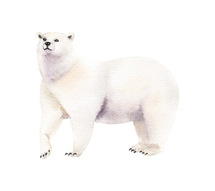 orso polare realistico acquerello su sfondo bianco