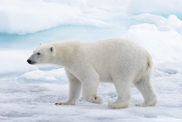 Orso polare selvaggio che va in acqua sul ghiaccio del pacco in mare Glaciale Artico