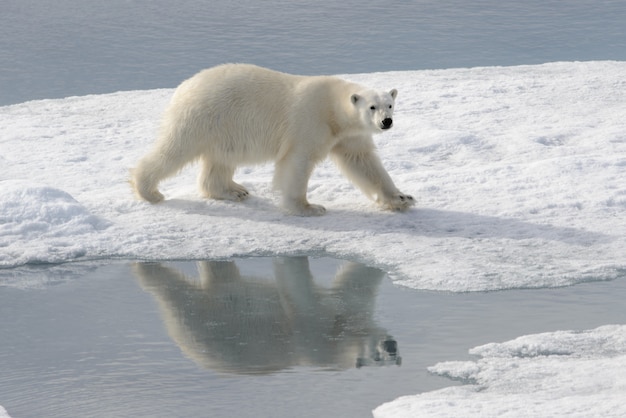 Orso polare selvaggio su impacco di ghiaccio nell'Artico