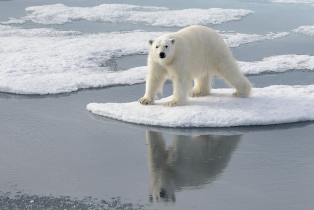 Orso polare selvaggio su impacco di ghiaccio nell'Artico