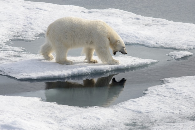 Orso polare selvaggio su impacco di ghiaccio nell'Artico