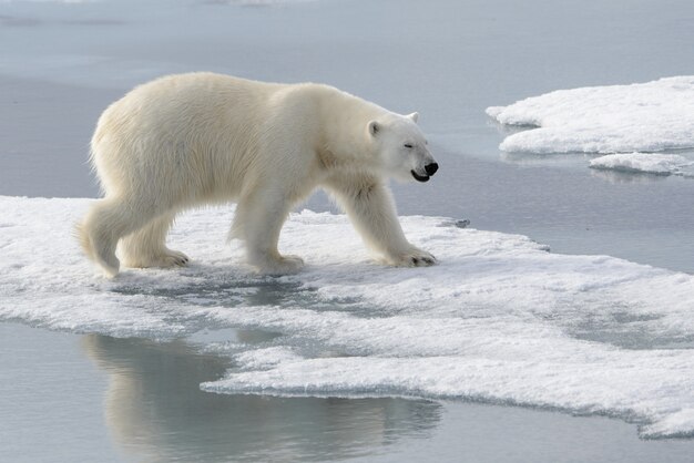 Orso polare selvaggio su impacco di ghiaccio nell'Artico