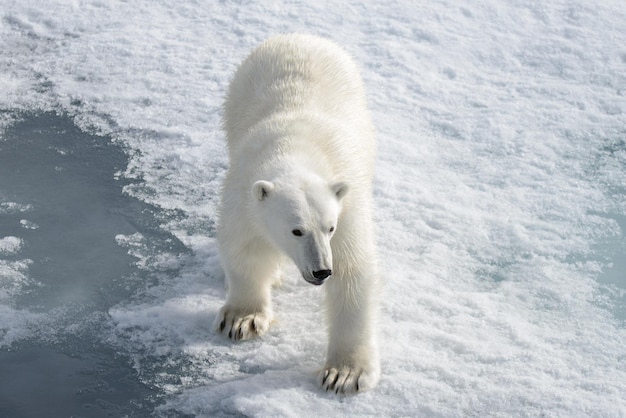 Orso polare selvaggio su impacco di ghiaccio nell'Artico