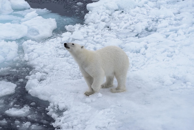Orso polare selvaggio su pack pack nel mare artico