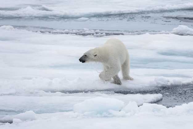 Orso polare selvaggio su pack pack nel mare artico