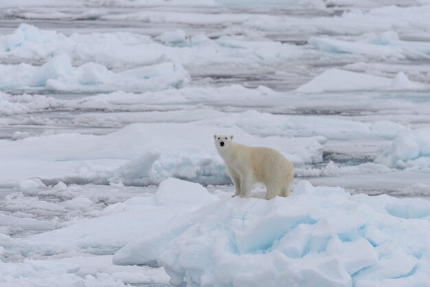 Orso polare selvaggio sulla banchisa nel mare artico