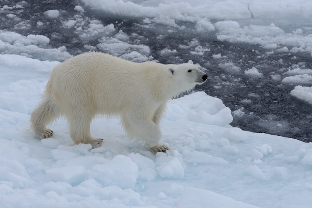 Orso polare selvaggio sulla banchisa nel mare artico