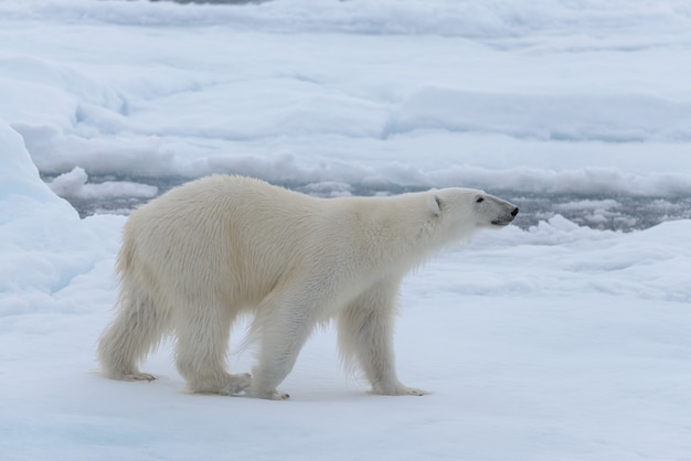 Orso polare selvaggio sulla banchisa nel mare artico