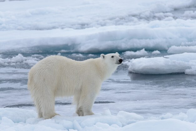 Orso polare selvaggio sulla banchisa nel mare artico