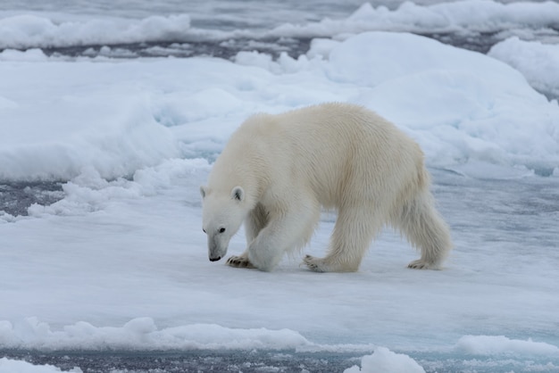 Orso polare selvaggio sulla banchisa nel mare artico