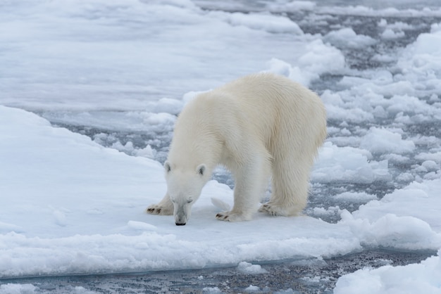 Orso polare selvaggio sulla banchisa nel mare artico