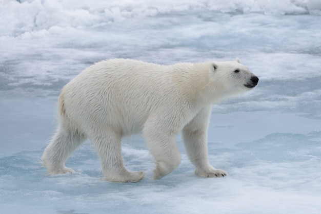 Orso polare selvaggio sulla banchisa nel mare artico