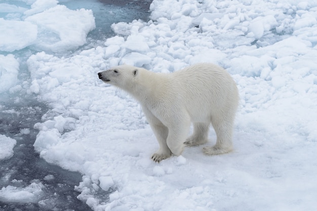 Orso polare selvaggio sulla banchisa nel mare artico
