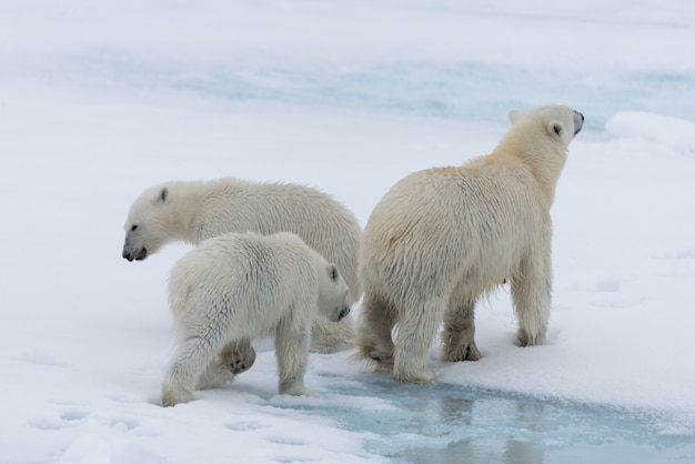 Orso polare selvaggio (Ursus maritimus) madre e cuccioli gemelli sul ghiaccio del branco