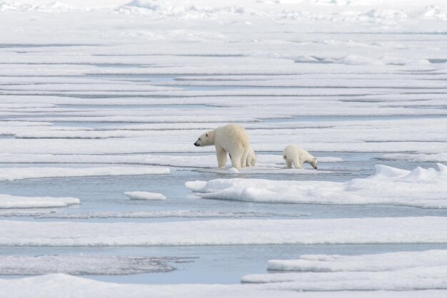 Orso polare selvaggio Ursus maritimus madre e cucciolo sulla banchisa