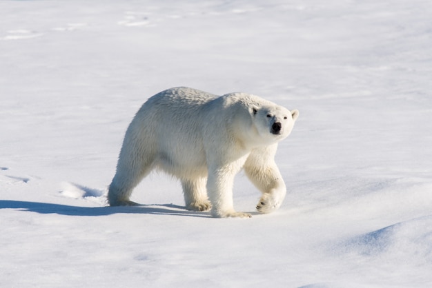 Orso polare sul ghiaccio del branco