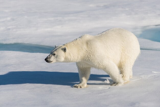 Orso polare sul ghiaccio del branco