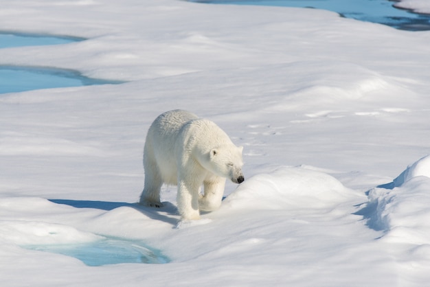 Orso polare sul ghiaccio del branco