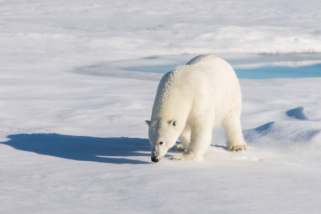 Orso polare sul ghiaccio del branco