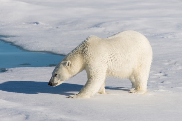 Orso polare sul ghiaccio del branco