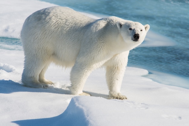 Orso polare sul ghiaccio del branco