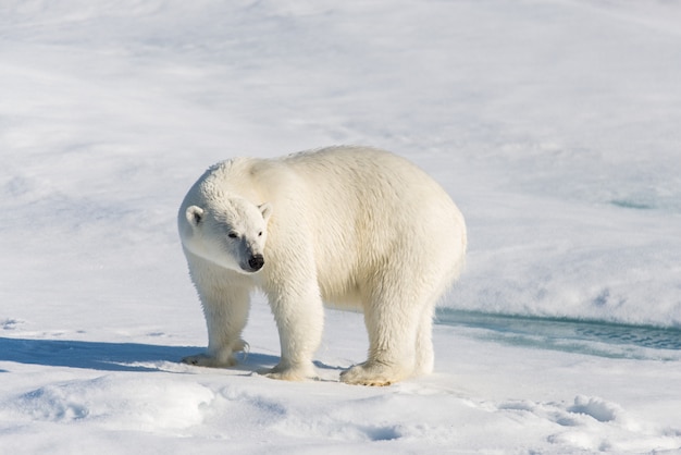 Orso polare sul ghiaccio del branco