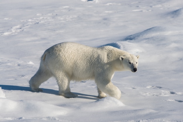 Orso polare sul ghiaccio del branco