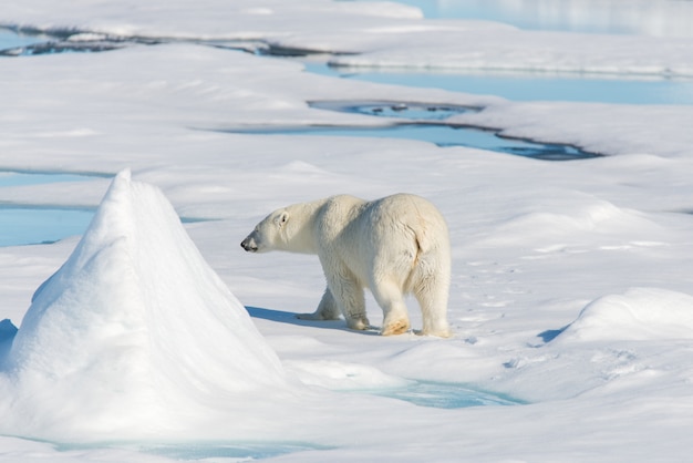 Orso polare sul ghiaccio del branco