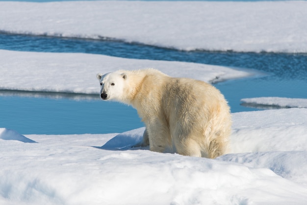 Orso polare sul ghiaccio del branco