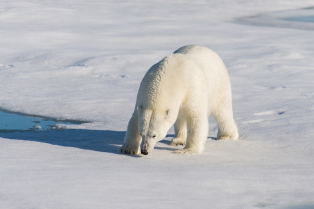 Orso polare sul ghiaccio del branco